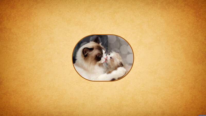 Mother Cat Licking Kitten — Brown