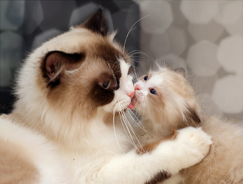 Mother Cat Licking Kitten