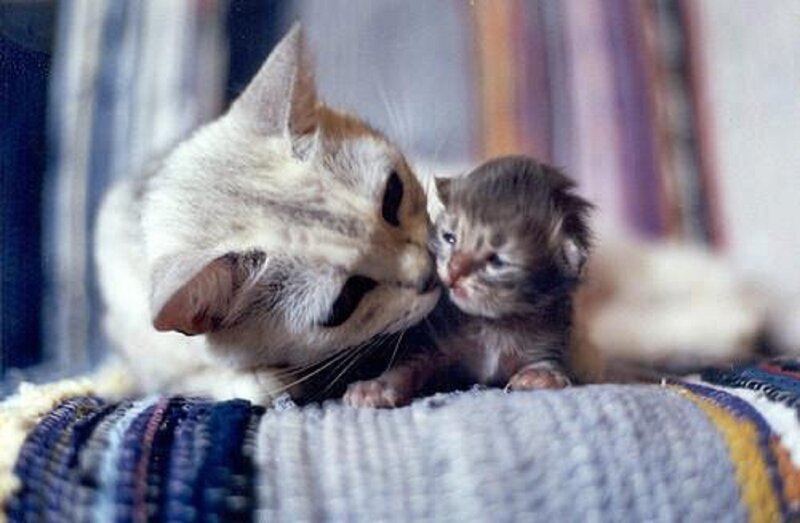 Mother Cat Licking Kitten — White, Tender