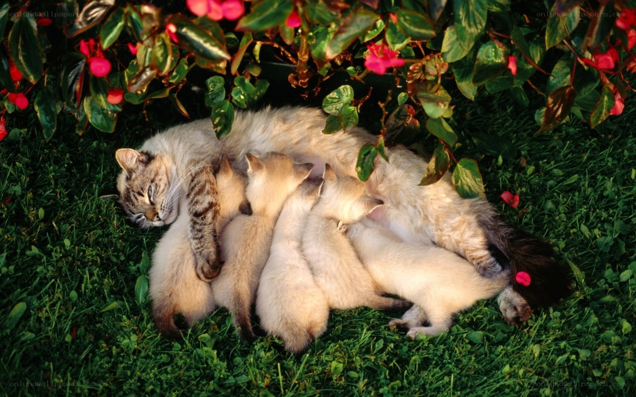 Mother cat nursing kittens