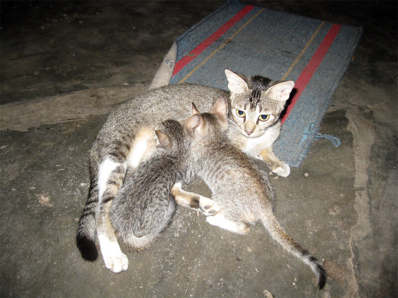 Mother Cat Nursing Kittens — Gray