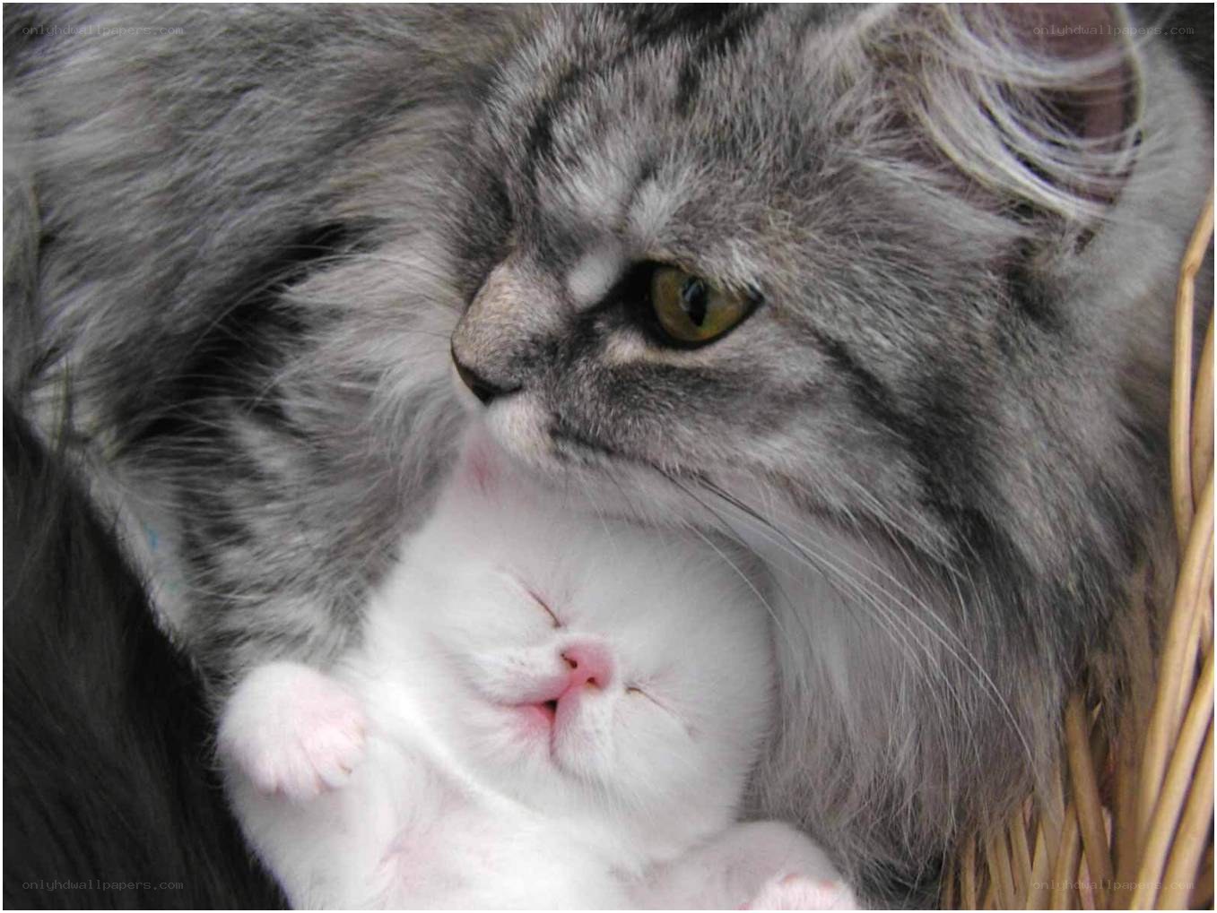 Mother cat with her kitten