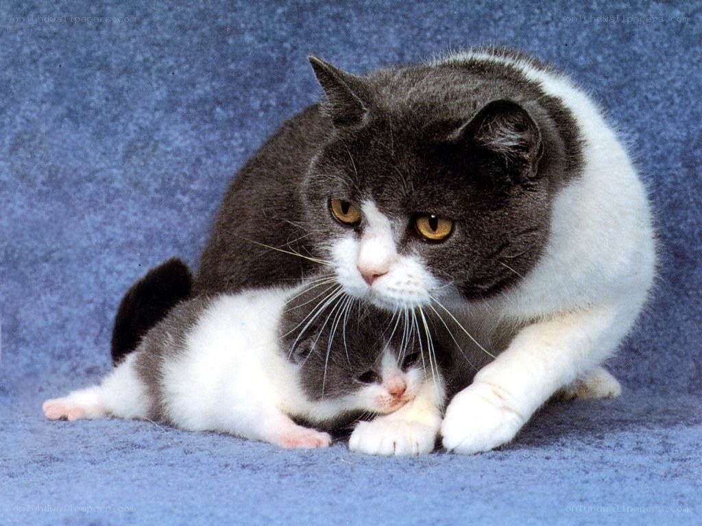 Mother cat with her kitten