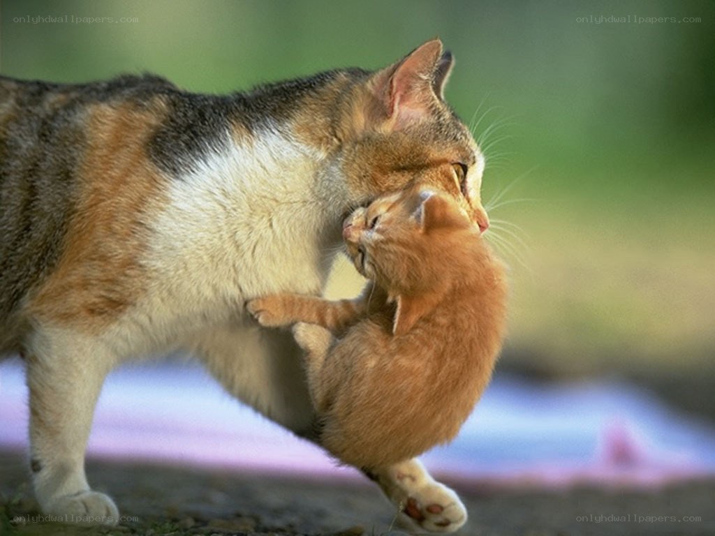 Mother cat with her kitten