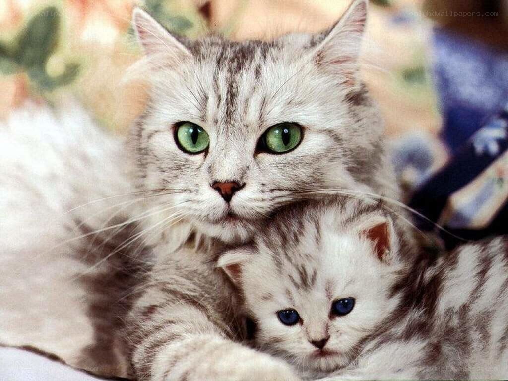 Mother cat with her kitten