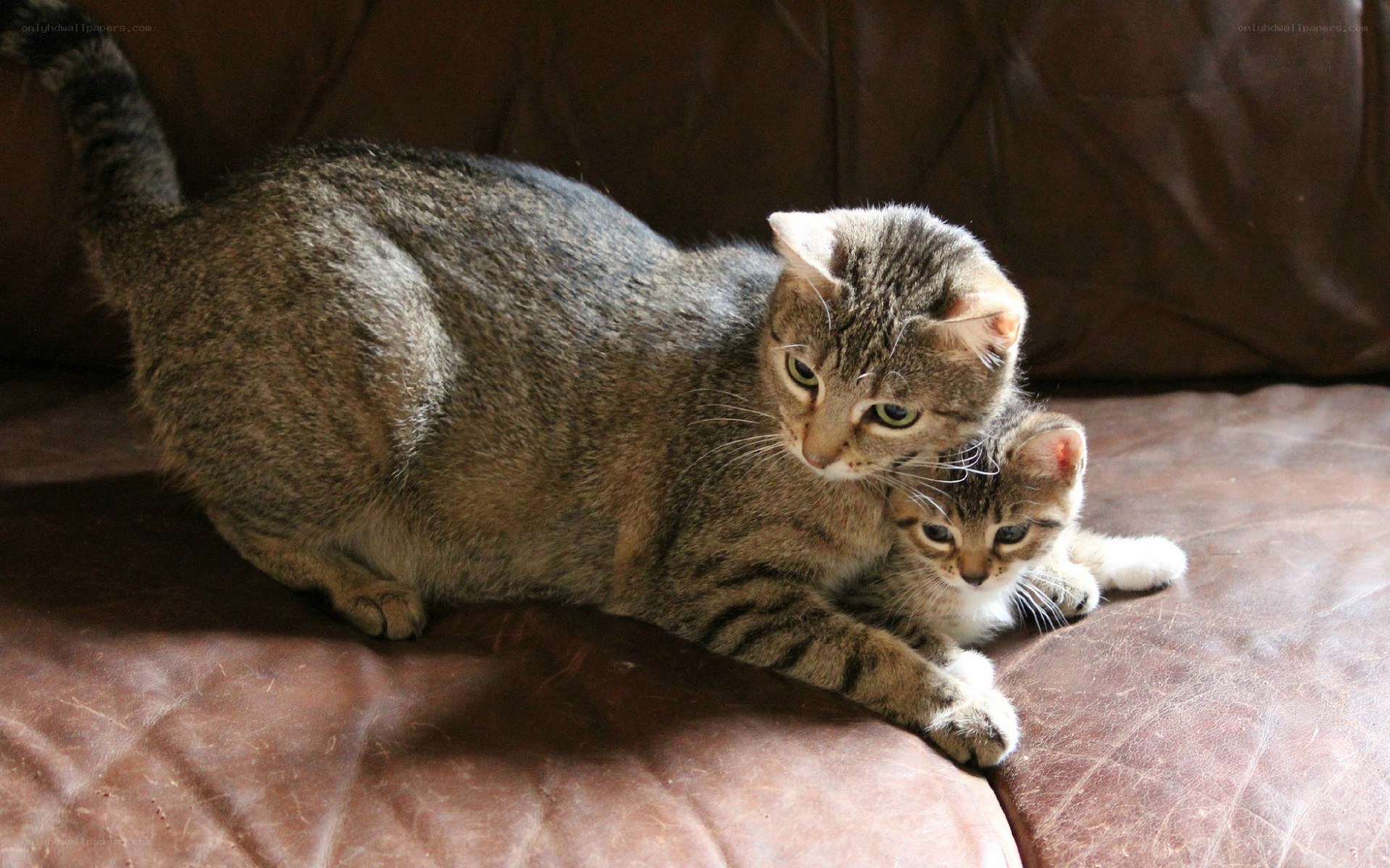 Mother cat with her kitten