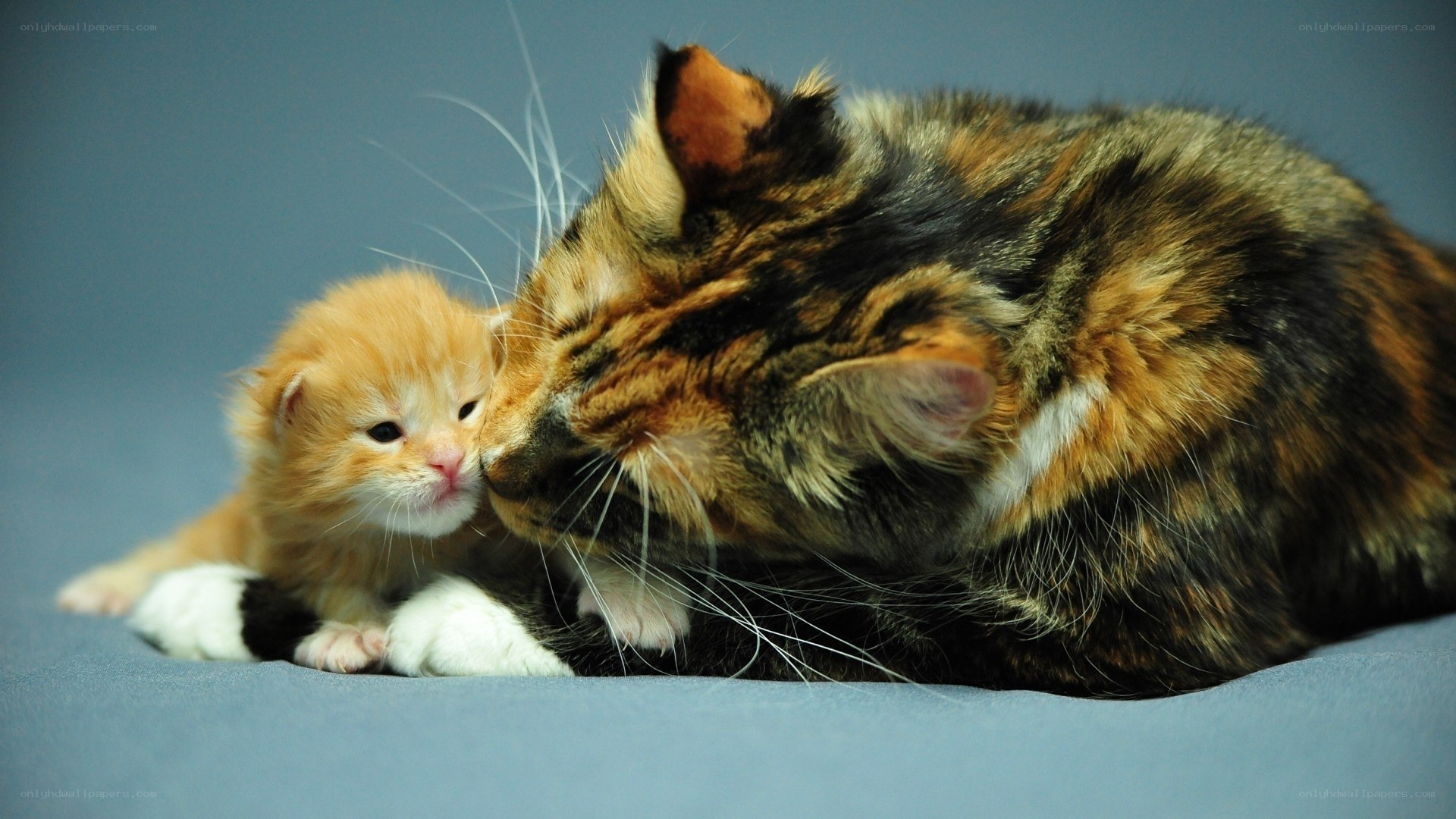 Mother cat with her kitten