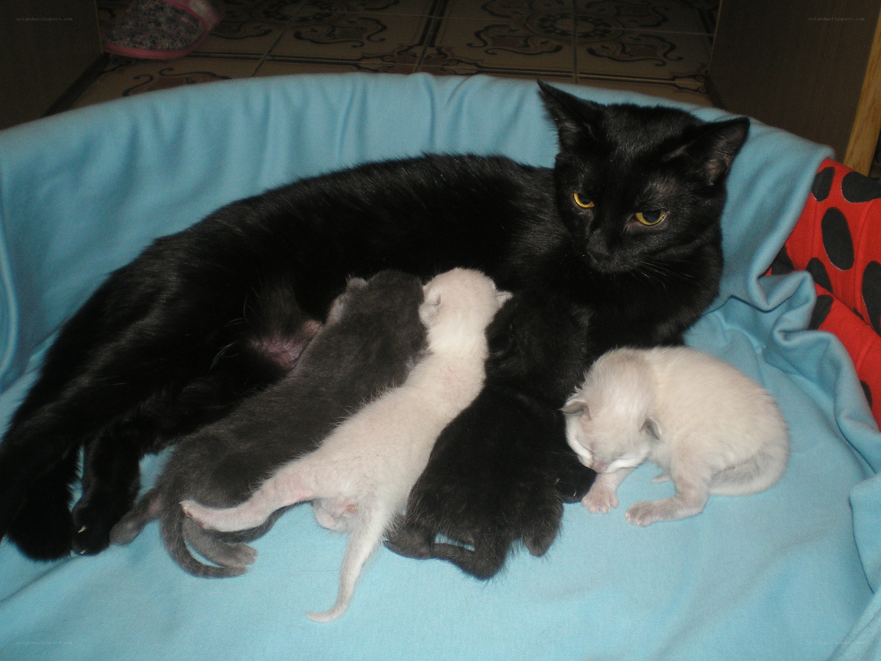 mother cat with her kittens