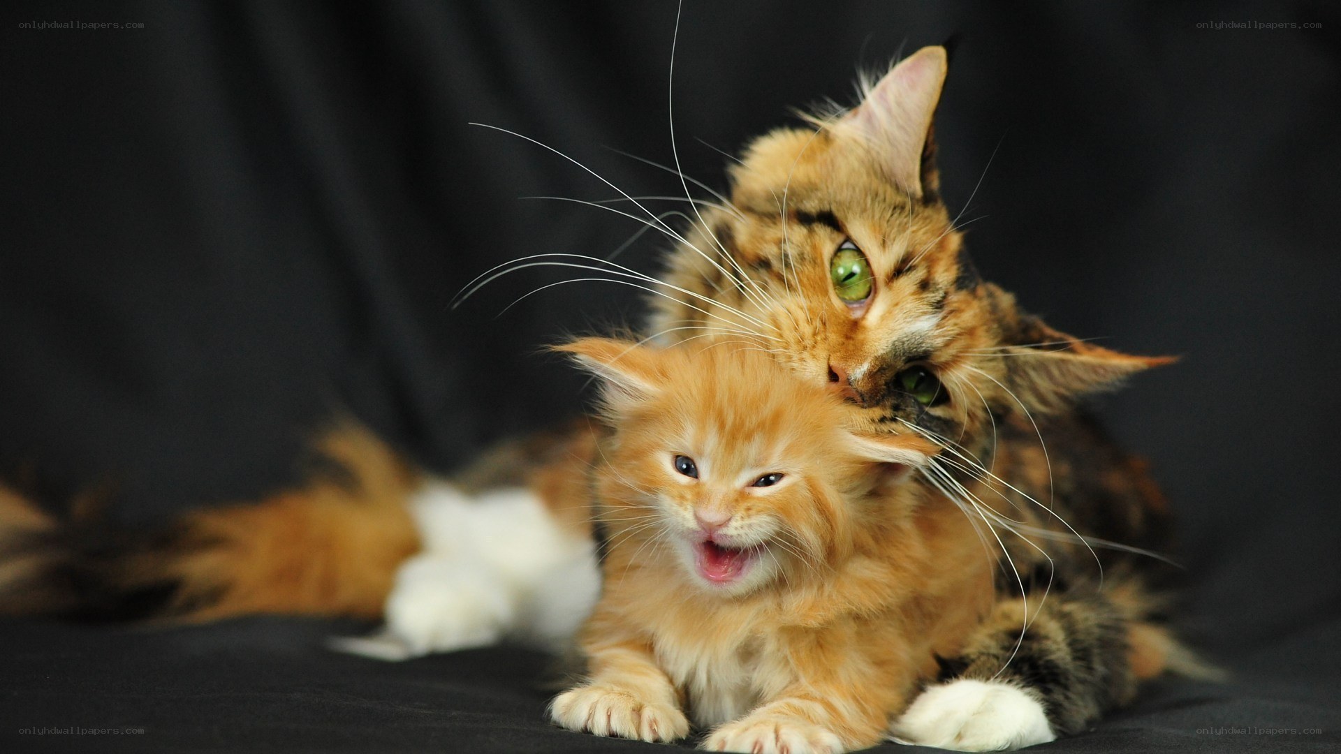 Mother cat with kitten
