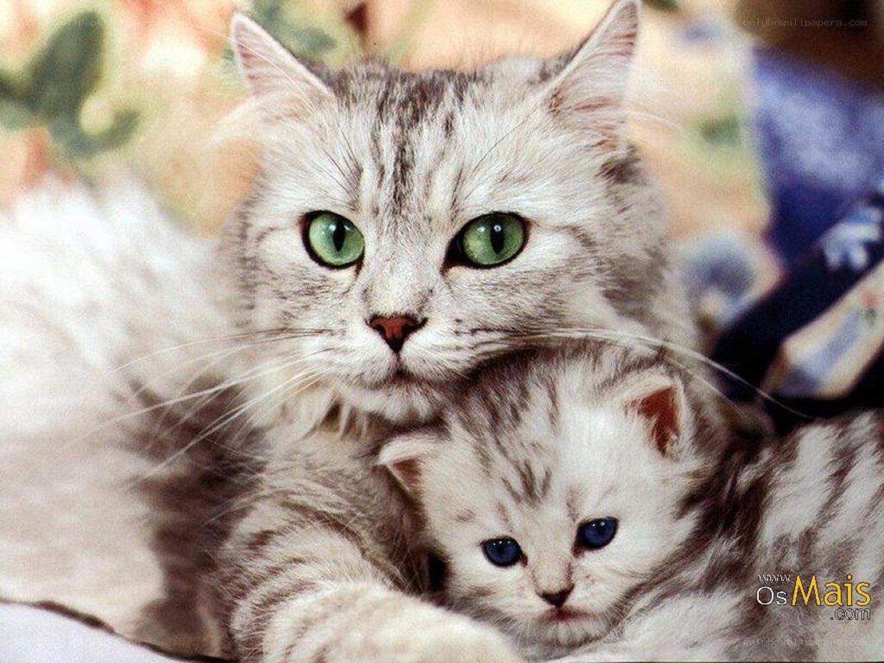 mother cat with kitten