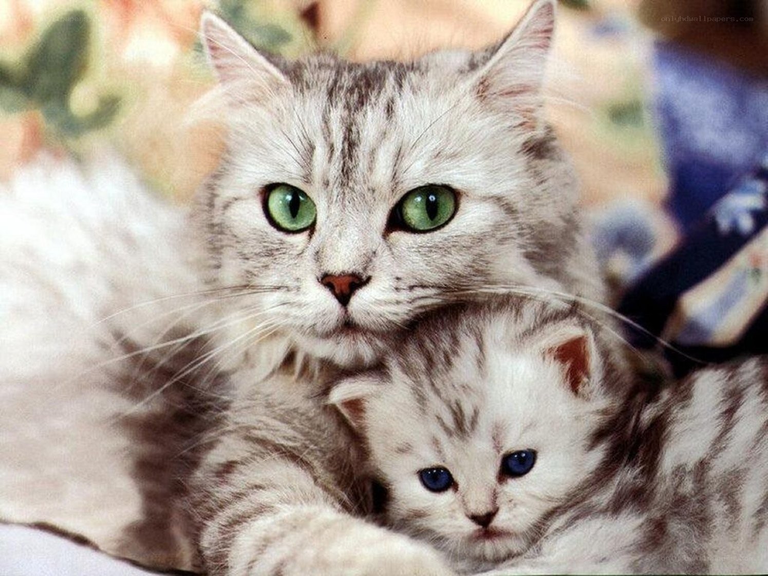 Mother cat with kitten