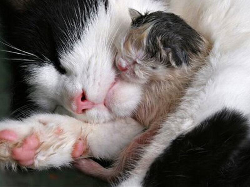 Mother Cat with Kitten — Black