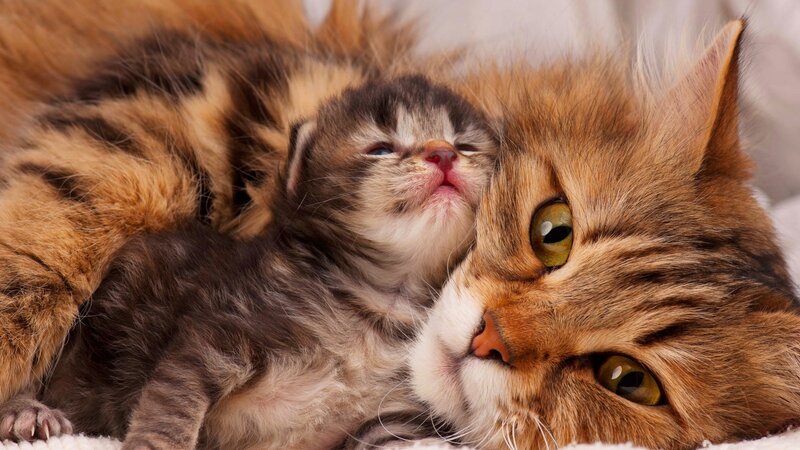 Mother Cat with Kitten — Brown, Calm, Photograph
