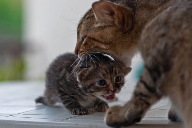 Mother Cat with Kitten — Brown, Calm