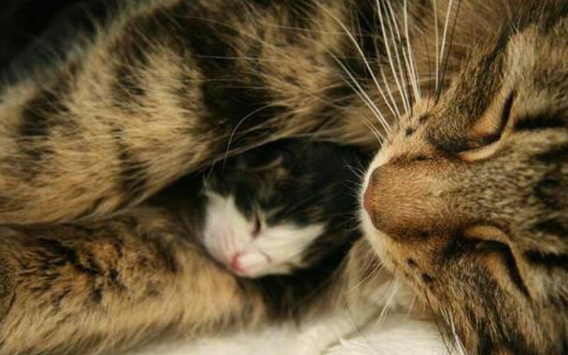 Mother Cat with Kitten — Brown