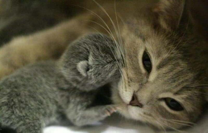 Mother Cat with Kitten — Gray, Calm, Photograph