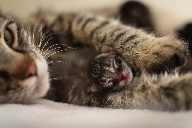 Mother Cat with Kitten — Gray, Calm