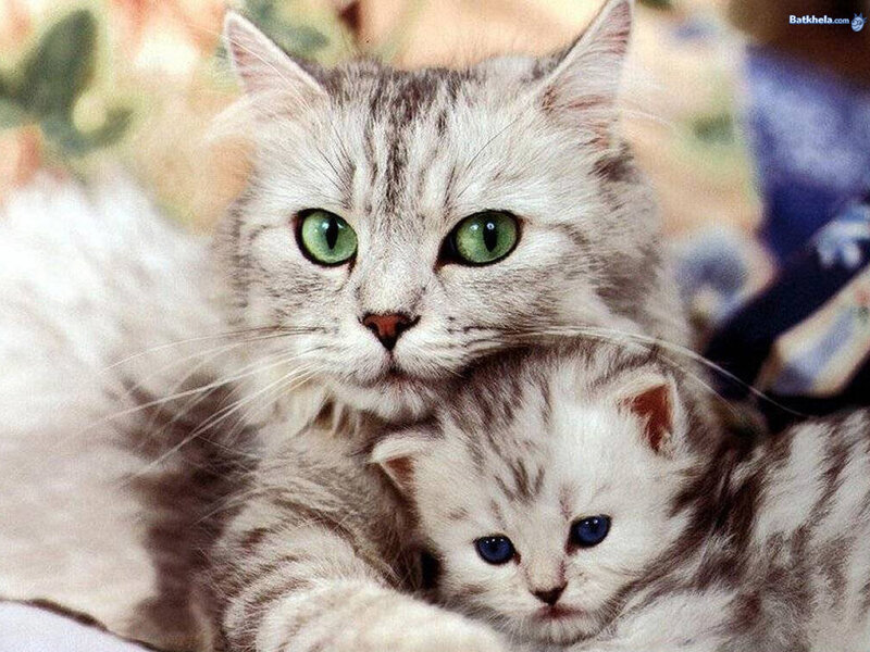 Mother Cat with Kitten — Gray