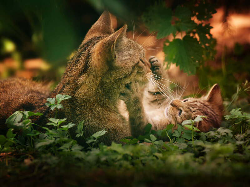 Mother Cat with Kitten — Green, Peaceful, Afternoon