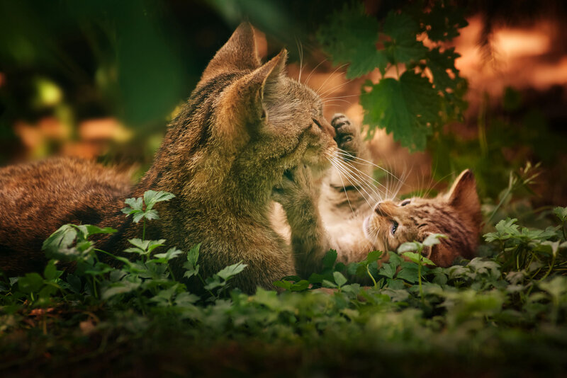 Mother Cat with Kitten — Green, Peaceful