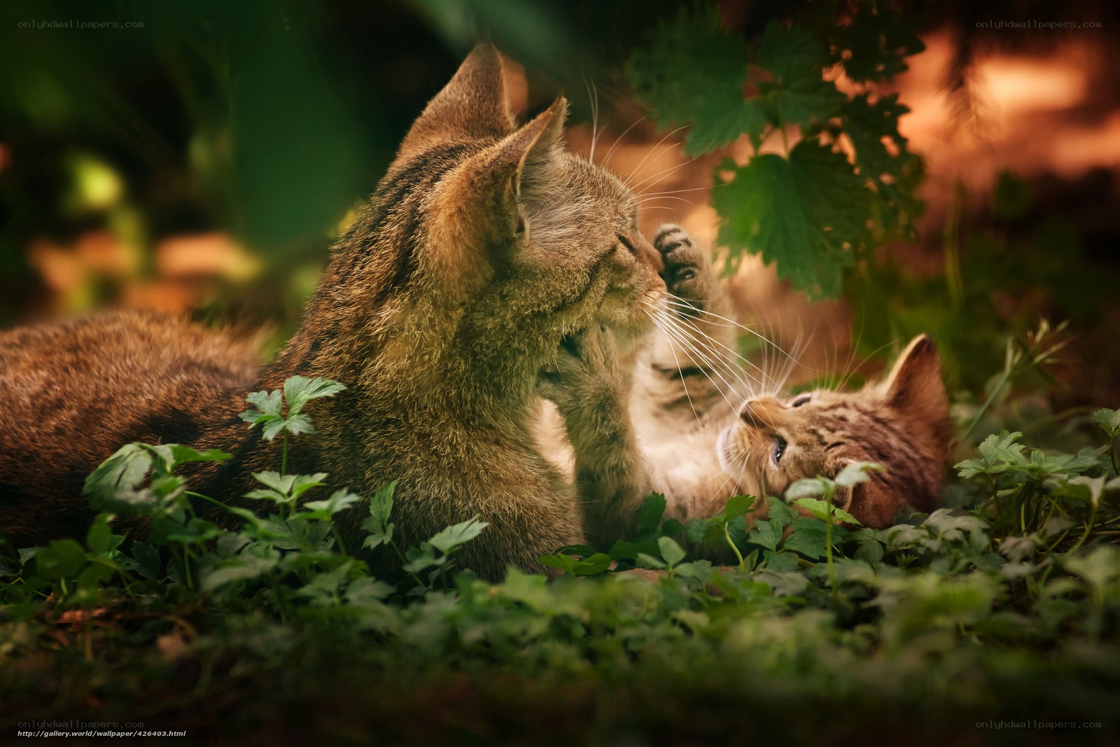 Mother cat with kitten in garden