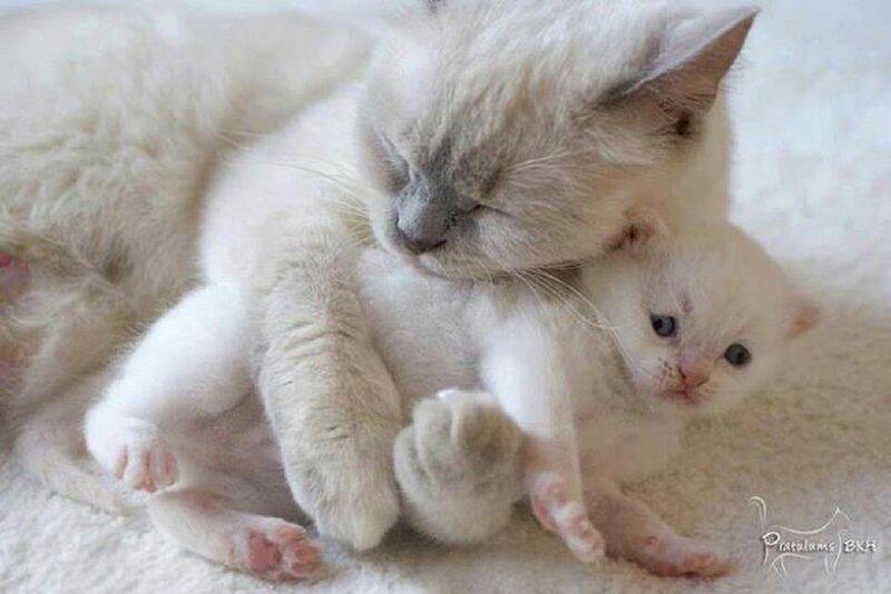 Mother Cat with Kitten — White, Calm