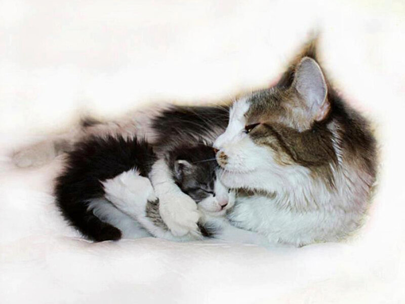 Mother Cat with Kitten — White