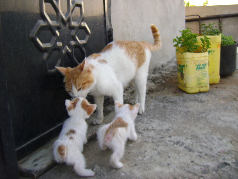 mother cat with kittens