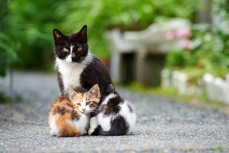 Mother Cat with Kittens — Black