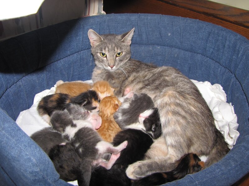 Mother Cat with Kittens — Blue, Calm