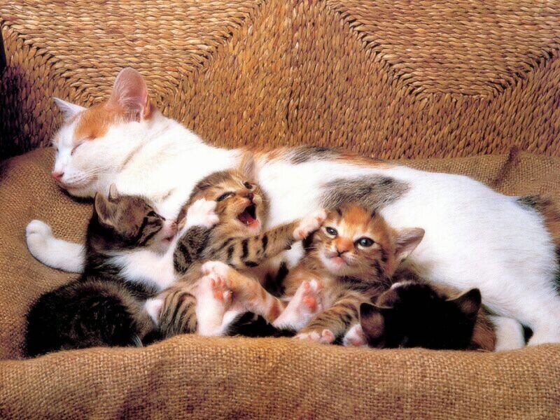 Mother Cat with Kittens — Brown, Calm, Photograph, Couch