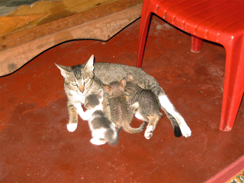 Mother Cat with Kittens — Brown, Calm, Photograph, Red Chair