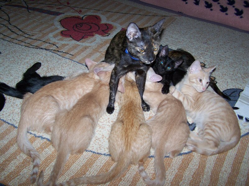 Mother Cat with Kittens — Brown, Calm, Photograph