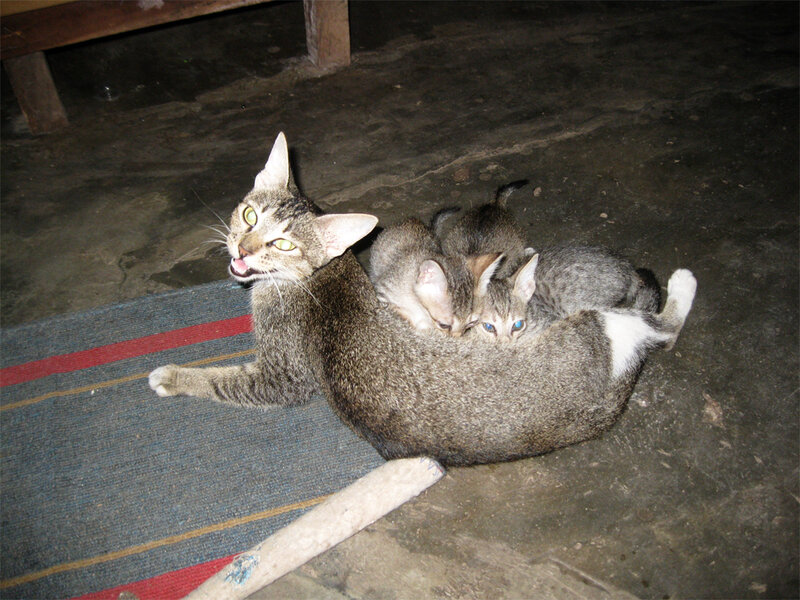 Mother Cat with Kittens — Gray, Calm, Night