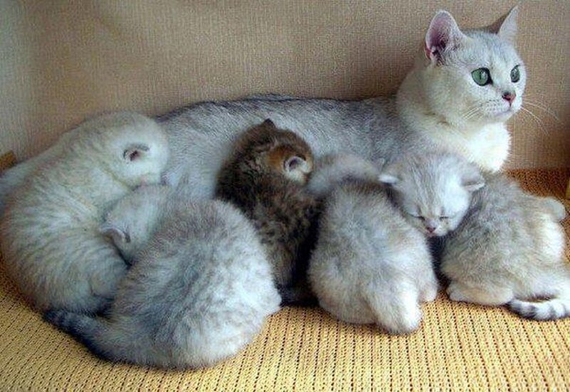Mother Cat with Kittens — Gray, Calm, Photograph, Couch