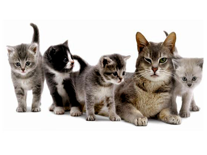 Mother Cat with Kittens — Gray, Calm, Photograph