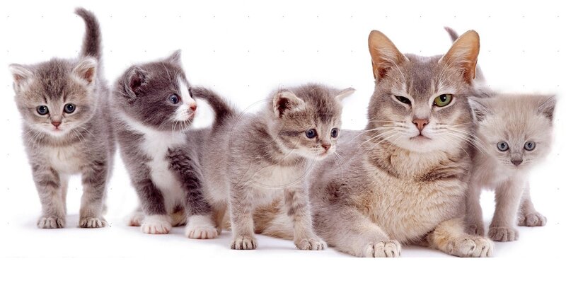 Mother Cat with Kittens — Gray, Calm, Photograph, White Background