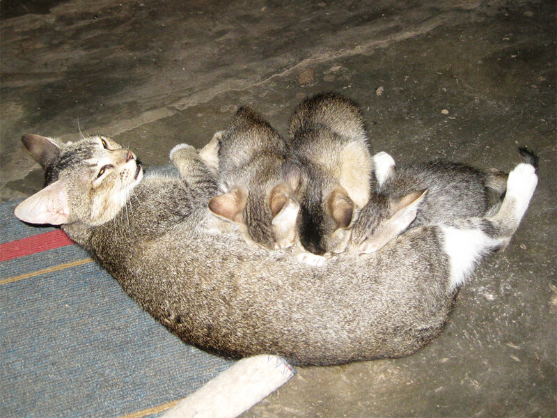 Mother Cat with Kittens — Gray, Calm