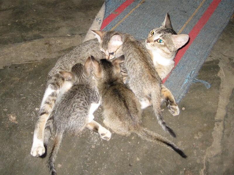 Mother Cat with Kittens — Gray