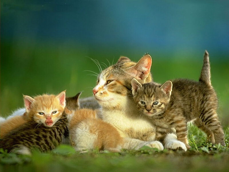 Mother Cat with Kittens — Green, Calm, Afternoon, Photograph