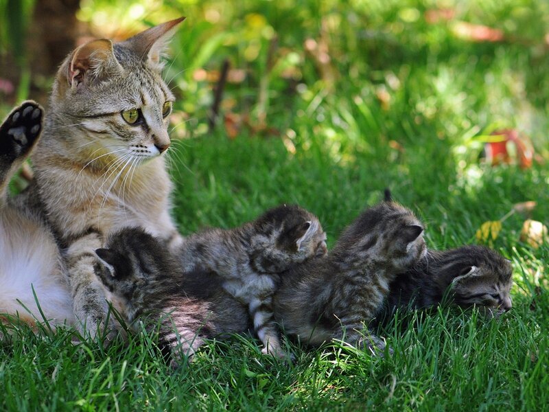 Mother Cat with Kittens — Green, Calm, Afternoon
