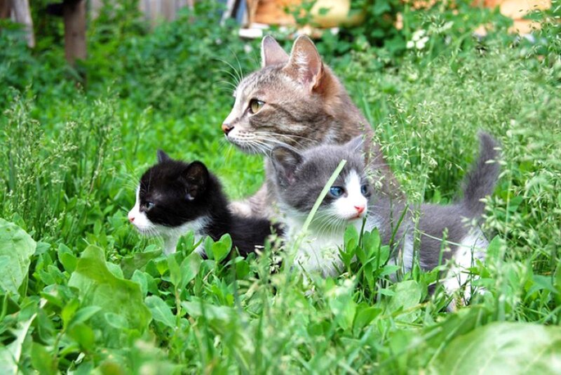 Mother Cat with Kittens — Green, Calm