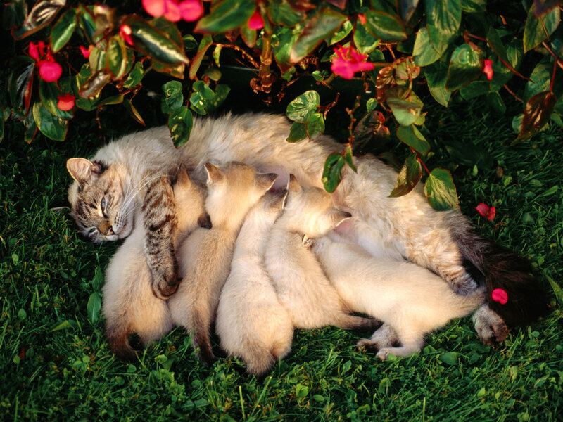 Mother Cat with Kittens — Green