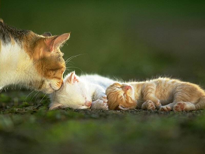 Mother Cat with Kittens — Orange