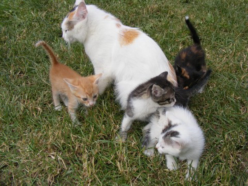 Mother Cat with Kittens — White, Calm, Afternoon