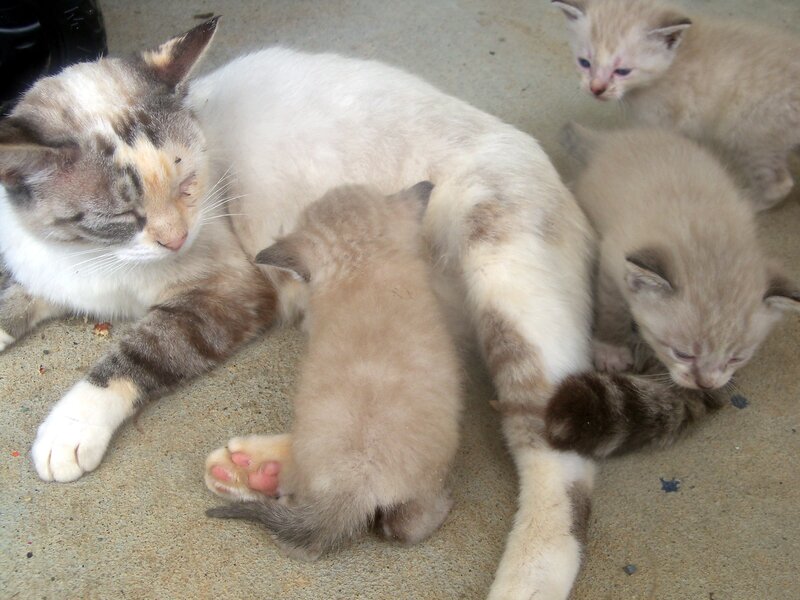 Mother Cat with Kittens — White, Calm, Photograph