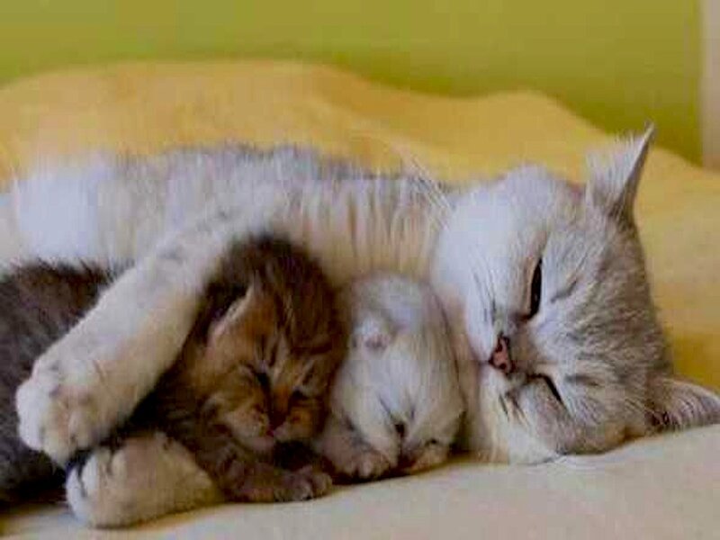 Mother Cat with Kittens — White, Peaceful, Photograph, Bed