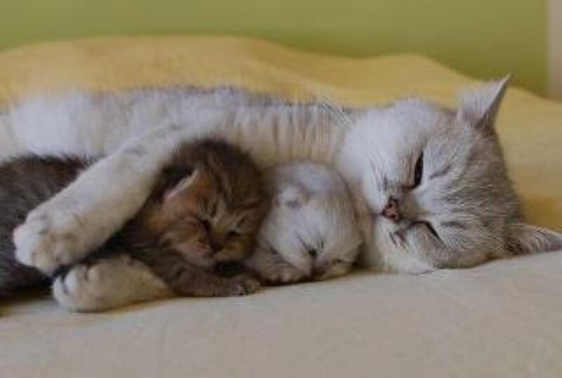 Mother Cat with Kittens — White, Peaceful, Photograph