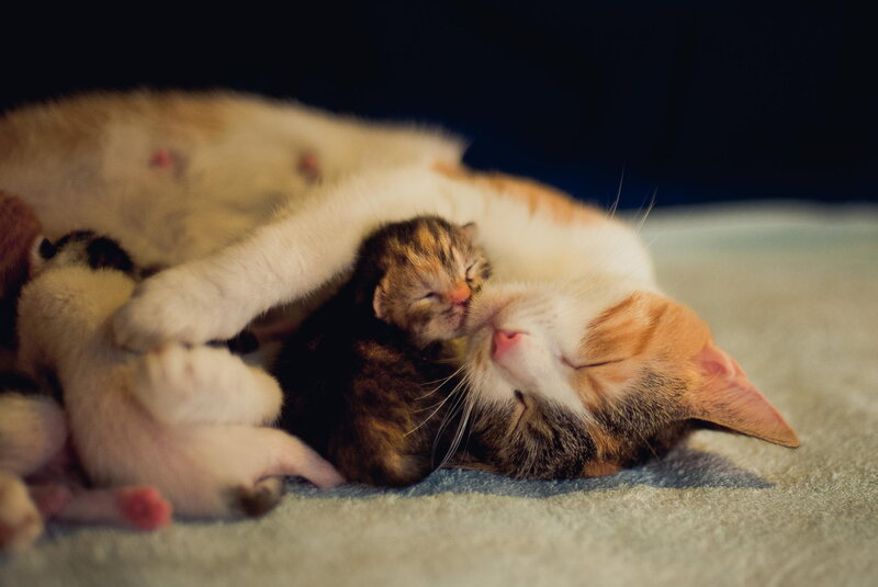 Mother Cat with Kittens — White, Serene