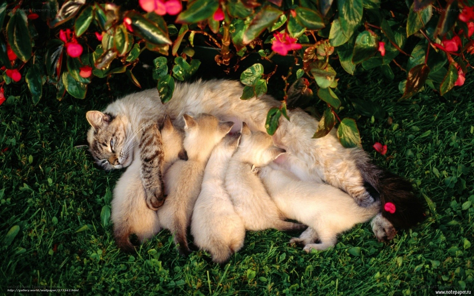 Mother cat with kittens